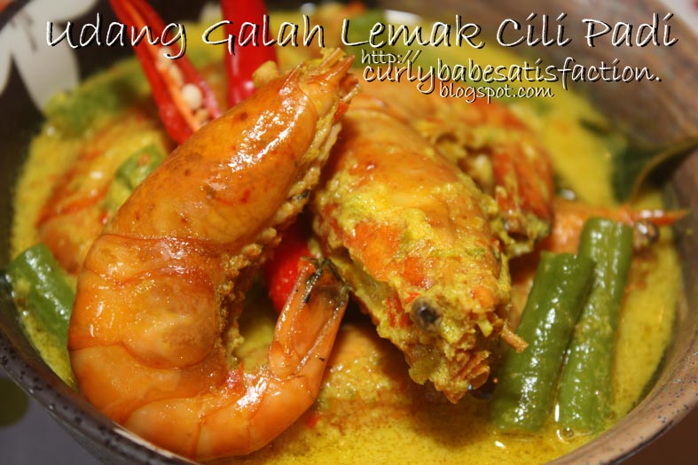 Curlybabe s Satisfaction Udang  Galah Lemak  Cili  Padi 