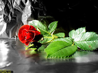 Red Rose Wallpaper For Iphone
