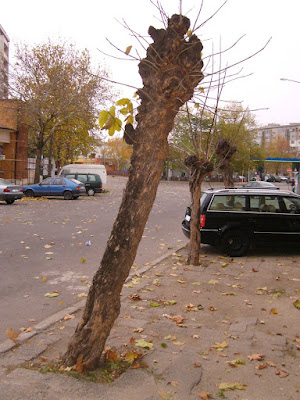 Renewable Wood Resources in Yambol Town Centre