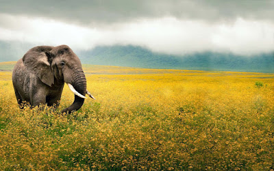 Beautiful HD Elephant Wallpaper 