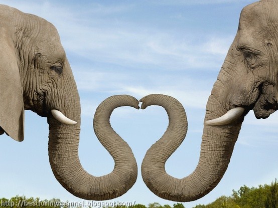 Two elephants heart