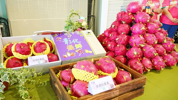▲彰化縣優質紅龍果評鑑競賽，讓彰化紅龍果品質更有保障。（記者林明佑攝）