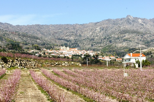 Castelo Novo - flor de cerejeira
