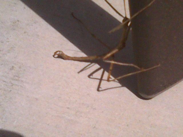 walking stick image