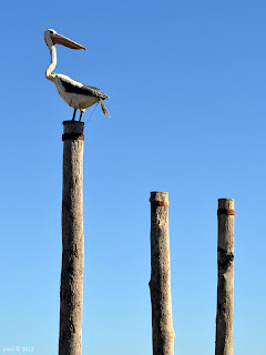 pelican three