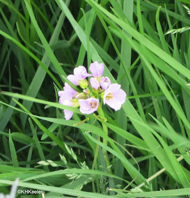 wildflower, Scotland