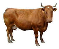 <imgsrc="http://udinikkara.blogspot.com/image.png" alt="cow" … />