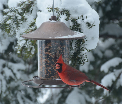 Cardinal at bird feeder