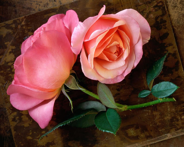 Beautiful Rose Wallpapers