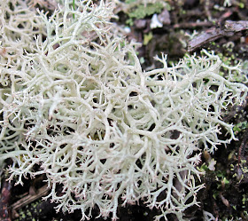 Cladonia species on lichen heathland on Hayes Common