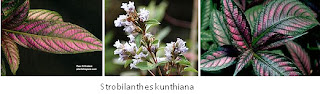 Herba & Tumbuhan: PECAH BELING (Strobilanthes crispus 