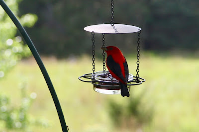 male scarlet tanager on grape jelly feeder