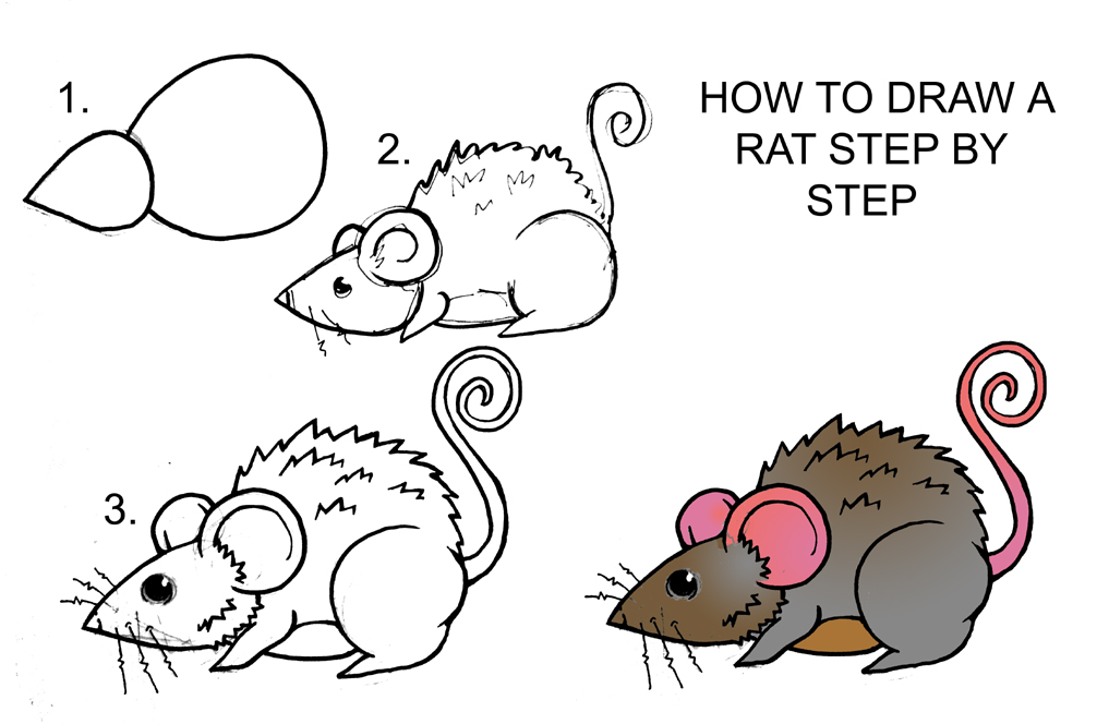 DARYL HOBSON ARTWORK: How To Draw A Rat Step By Step