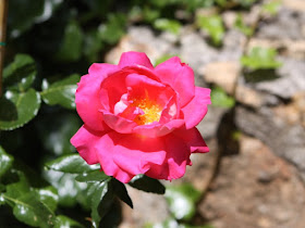 Spring gardening - rose