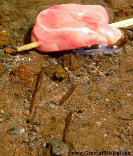  Gambar  Filum Platyhelminthes Cacing  Pipih Biologipedia 