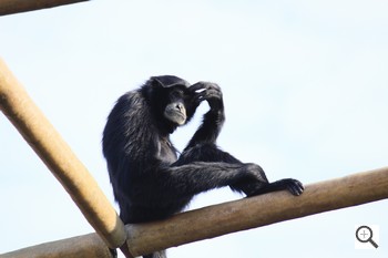 Canon EOS 50D