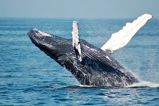 Photo of Blue Whale: Todd Crevens