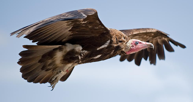 Mighty Jove Vulture and Its Religious Spiritual Life