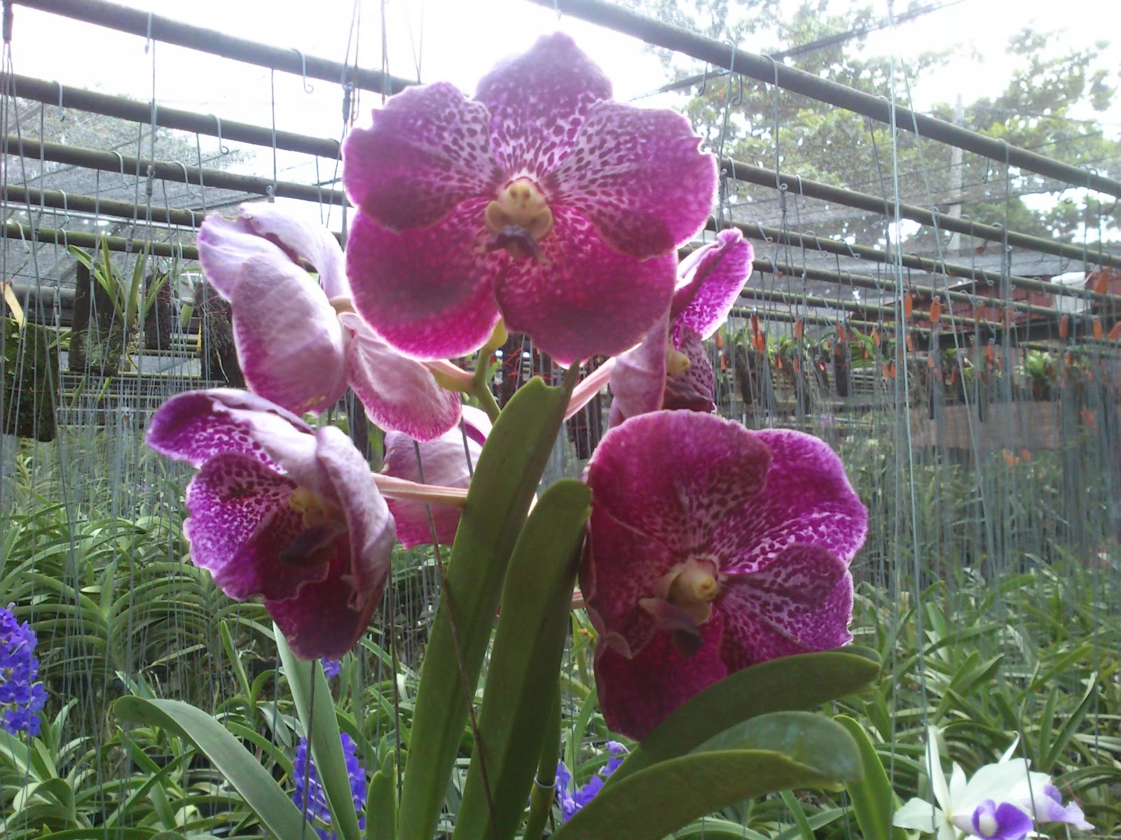 Hidup Yang KetentuanNYA Kebun Orkid  Bunga  Orkid 