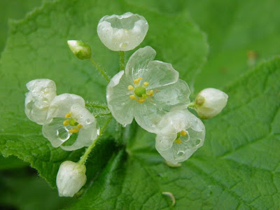 Devido ao fenômeno de ficar transparente, essa planta é conhecida como flor esqueleto. 