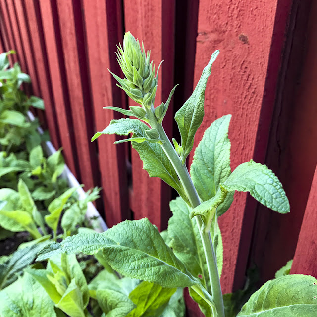 digitalis, fingerborgsblomma