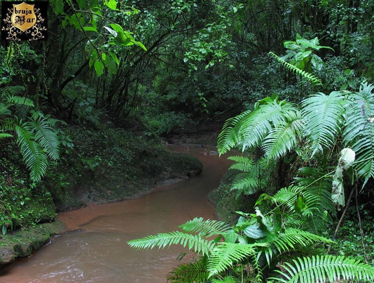 BosquesSudamericanos-debrujaMar-0704