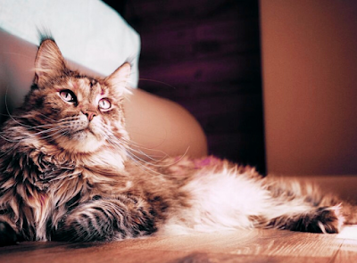 Here are 10 healthy cute cats breeds that won’t require many vet visits