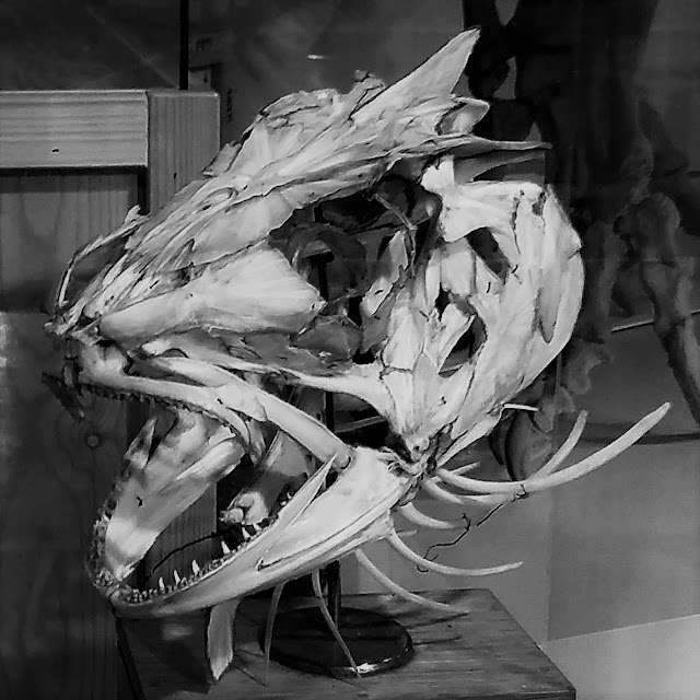 The skull of a cod, in full monochrome glory