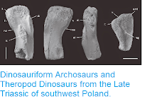 http://sciencythoughts.blogspot.co.uk/2014/12/dinosauriformarchosaurs-and-theropod.html