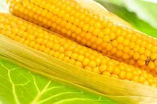 most profitable crops, corn