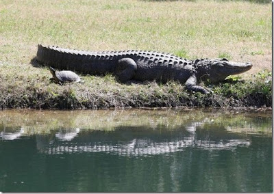 Crocodile and tortoise are friends Rare pictures collection