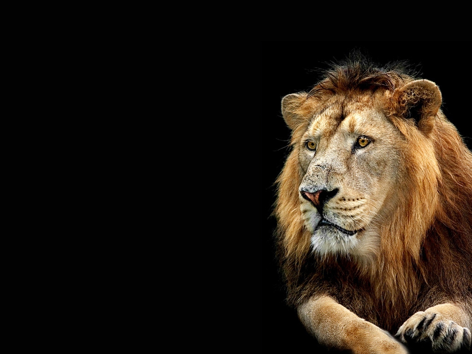  Lion Wallpapers 3D Wallpaper Nature Wallpaper Free 