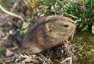 lemming