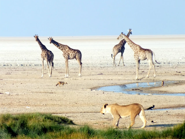 Momentazo en Etosha safari