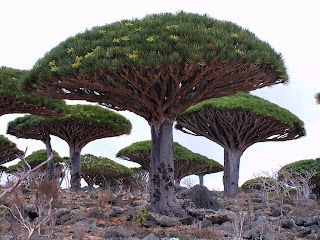 Unique Tree of Dragon Blood Dracaena Cinnabari, Plants, Medicinal Plants, Nature, Tree, Unique, Unique Plants, Unique Trees, 