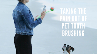 Taking The Pain Out of Pet Tooth Brushing
