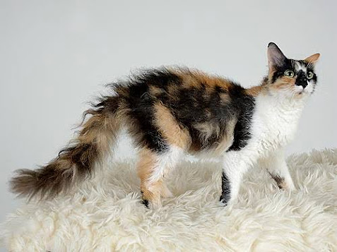 Laperm is among the smallest cat breeds in the world.