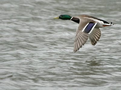 Mallard duck flying over lake