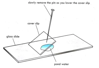 Microscope slides preparation