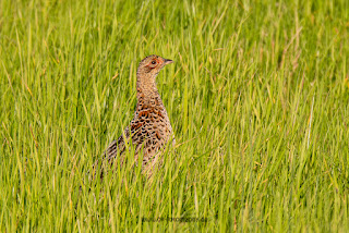 Wildlifefotografie Lippeaue Olaf Kerber