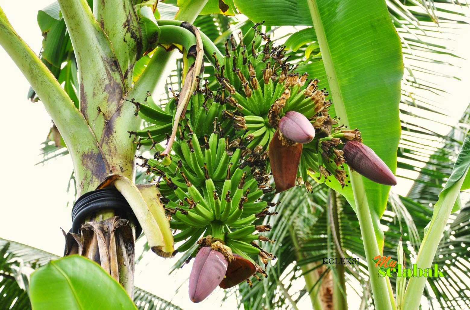 Foto Gambar  Pohon Buah  Pisang Unik Aku Buah  Sehat