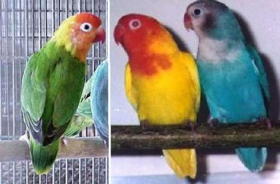 Contoh lovebird kacamata nyasa atau Agapornis lilianae 