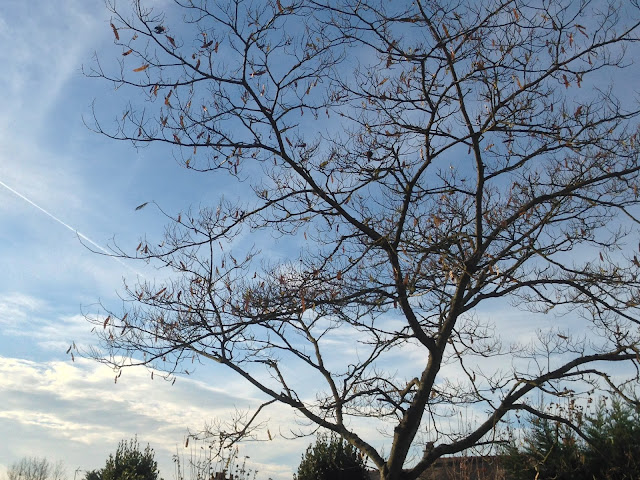 Ciel bleu d'automne