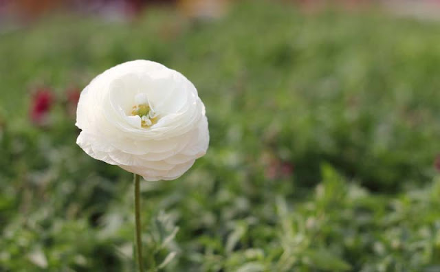 Persian Buttercup Flowers Pictures