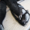 Dog Nail Lifted From Quick