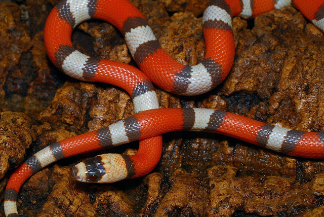 Snakes, Most Beautiful, World, Colorful Snakes, Venomous Snakes, Poisonous Snakes, tapandaola111