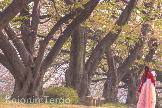 Cherry fairy さくらのようせい 京都府八幡市 背割堤