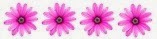 flores1