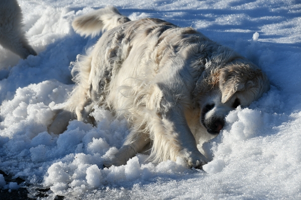 golden retriever