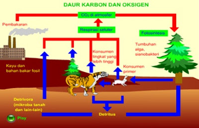 Siklus Karbon dan Oksigen